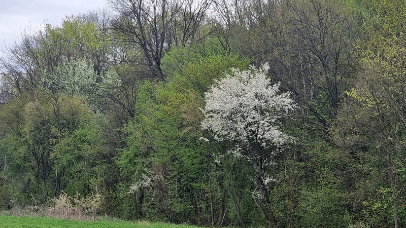 Snagov Teren intravilan 500 mp  langa Padurea Snagov  IZVORANI